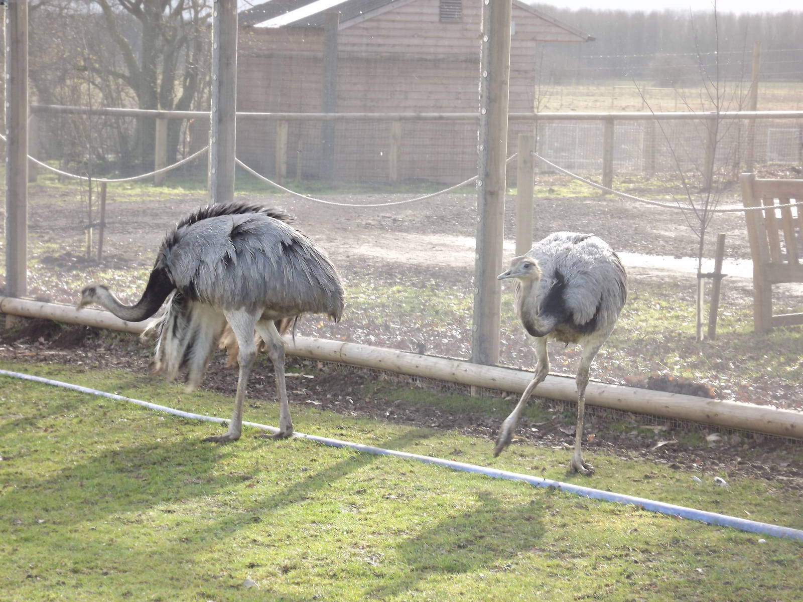 Darwin's Rheas at Yorkshire Wildlife Park 18/02/12