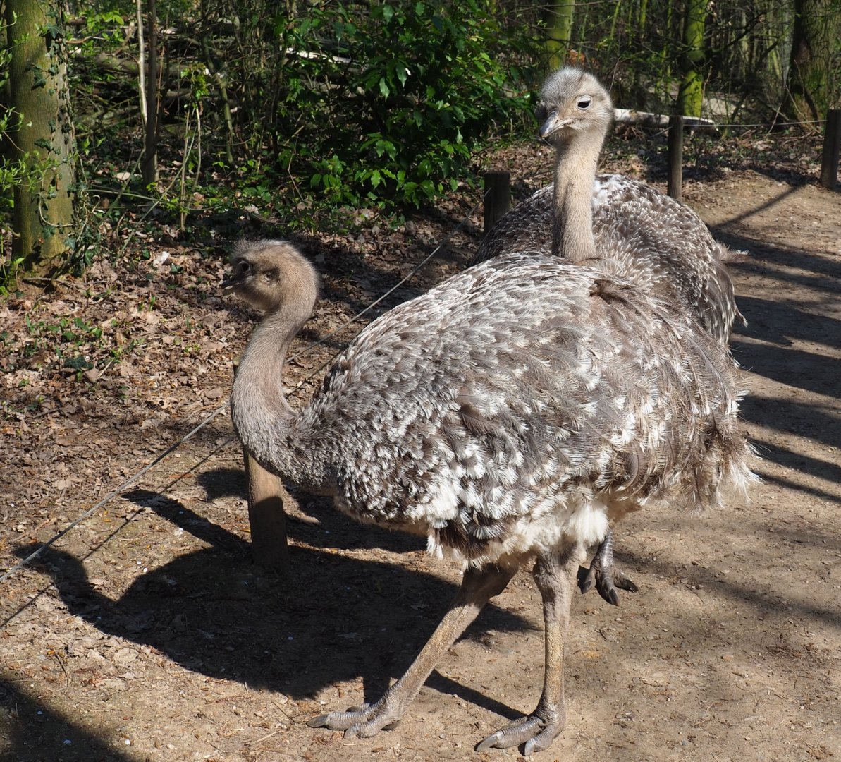 Darwin's rheas (Rhea pennata), 2019-03-30