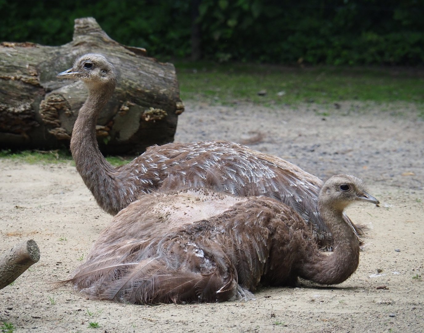 Darwin's rheas (Rhea pennata), 2019-06-26