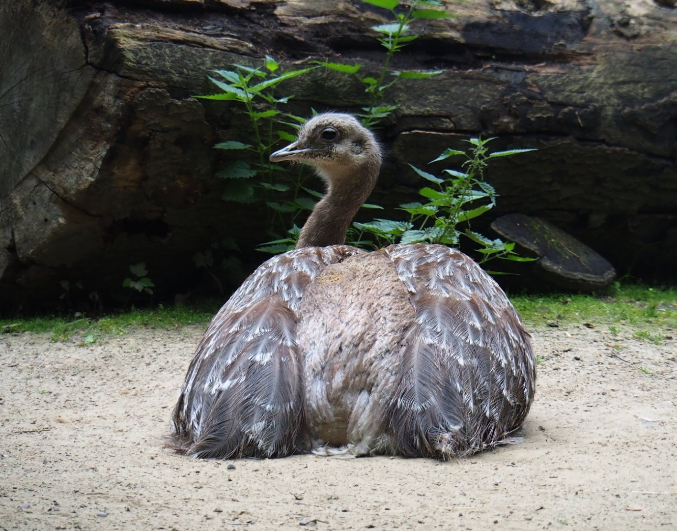Darwin's rheas (Rhea pennata), 2019-06-26