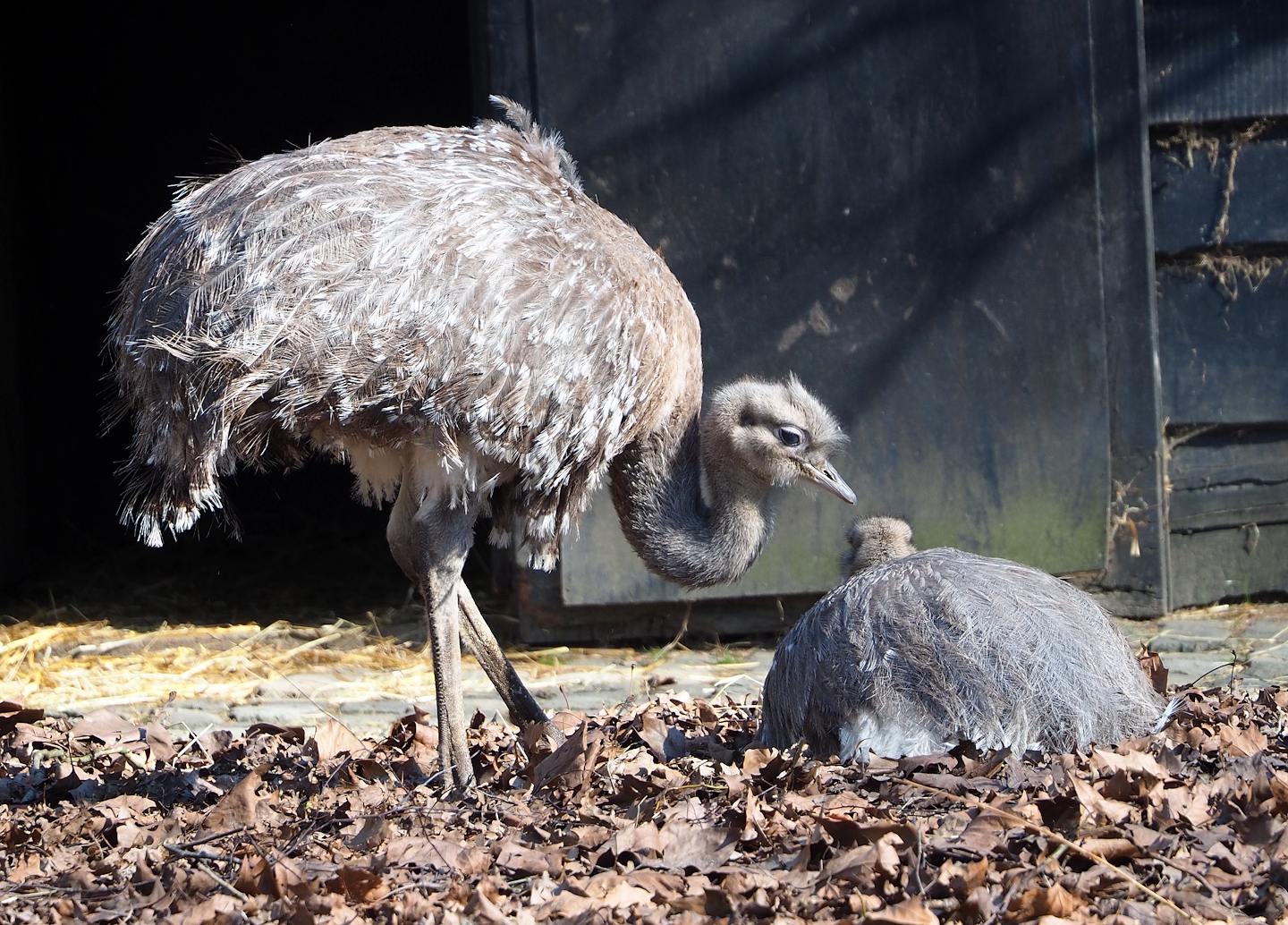 Darwin's rheas (Rhea pennata), 2024-03-04