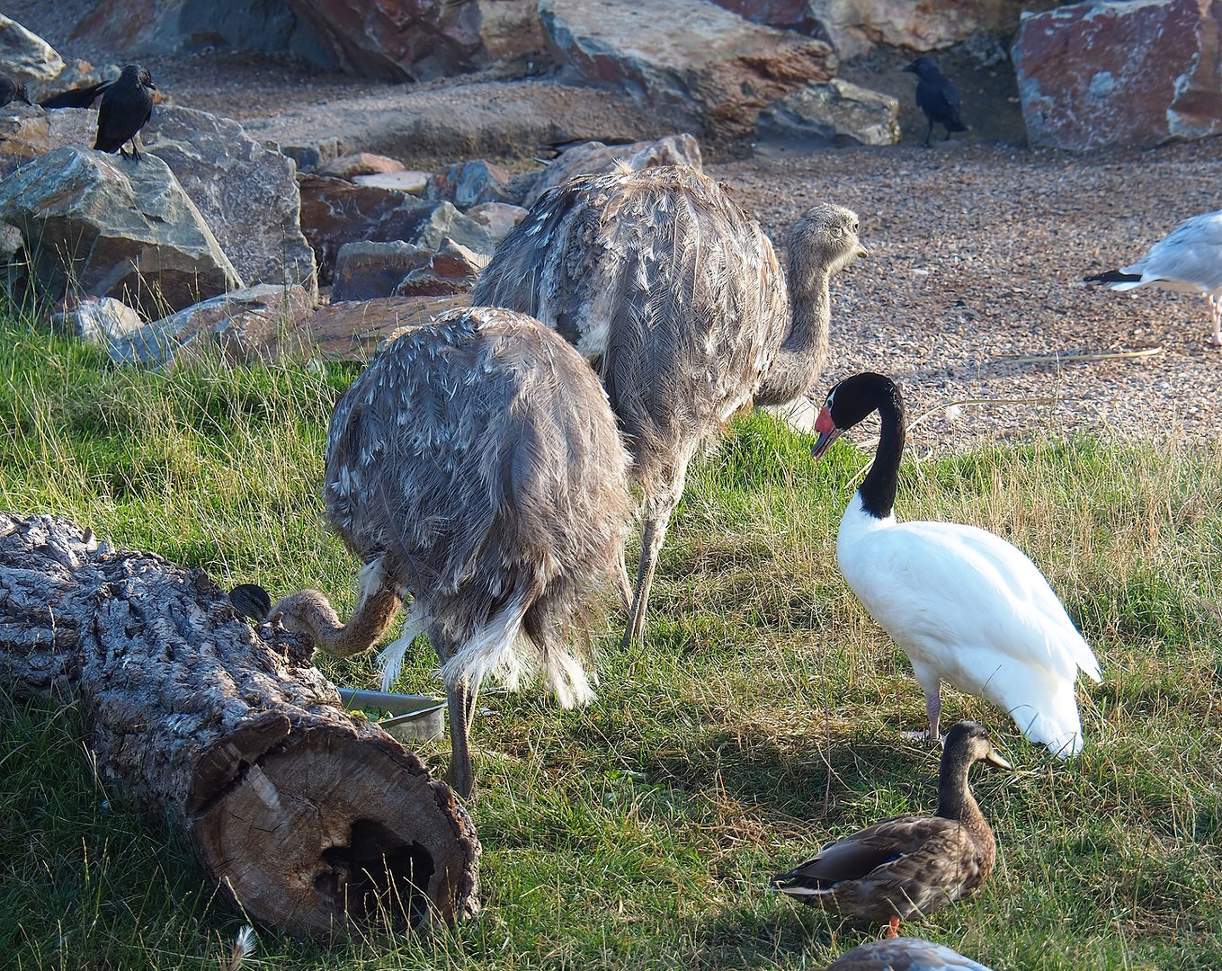 Darwin's rheas (Rhea pennata) and Black-necked swan (Cygnus melancoryphus), 2022-08-28