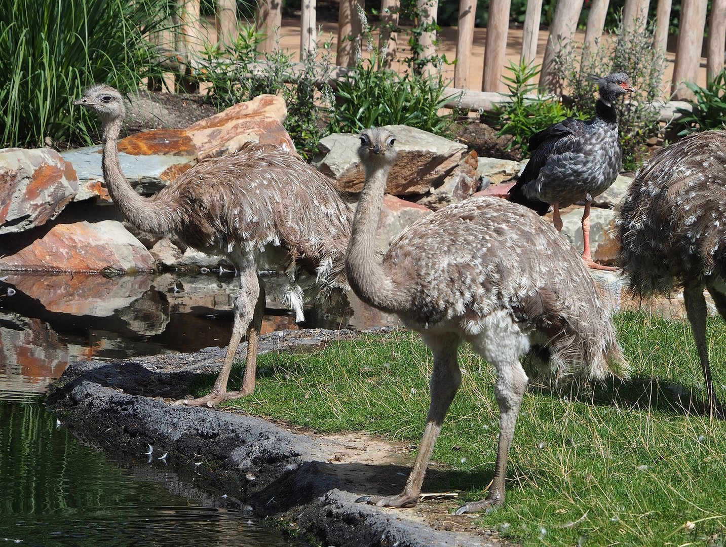 Darwin's rheas (Rhea pennata) and Southern screamer (Chauna torquata) , 2022-08-28