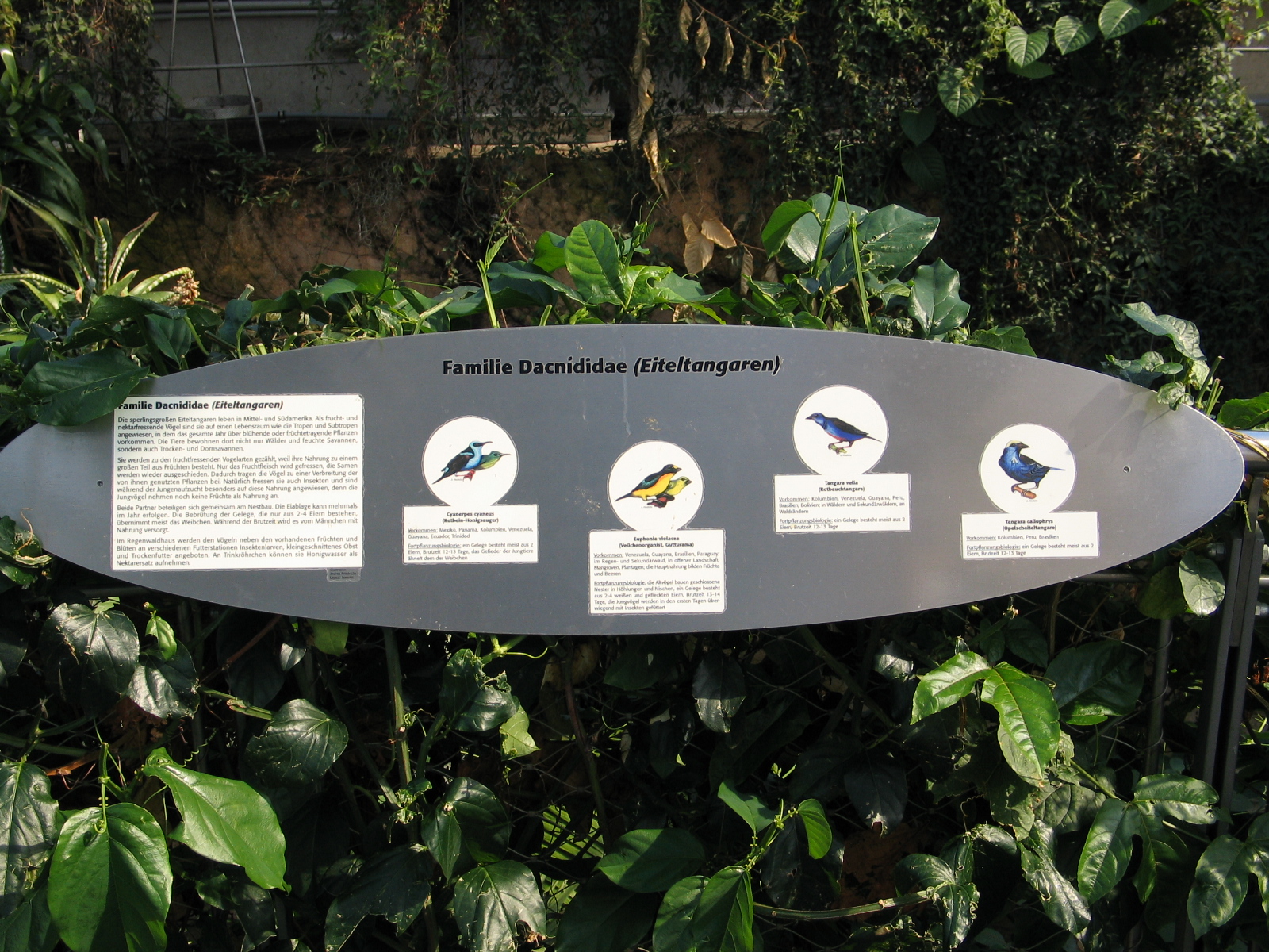 Das Regenwaldhaus (The Rainforest House)