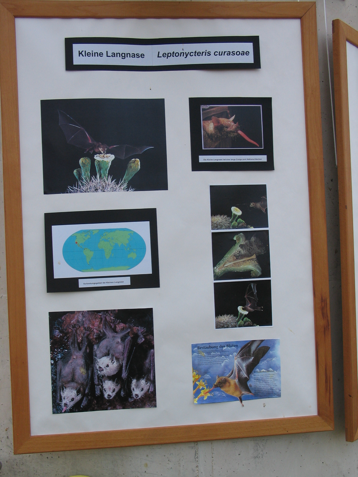 Das Regenwaldhaus (The Rainforest House)