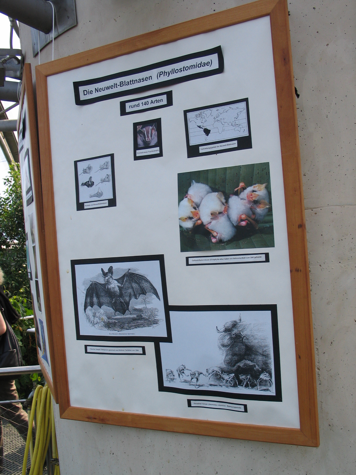 Das Regenwaldhaus (The Rainforest House)