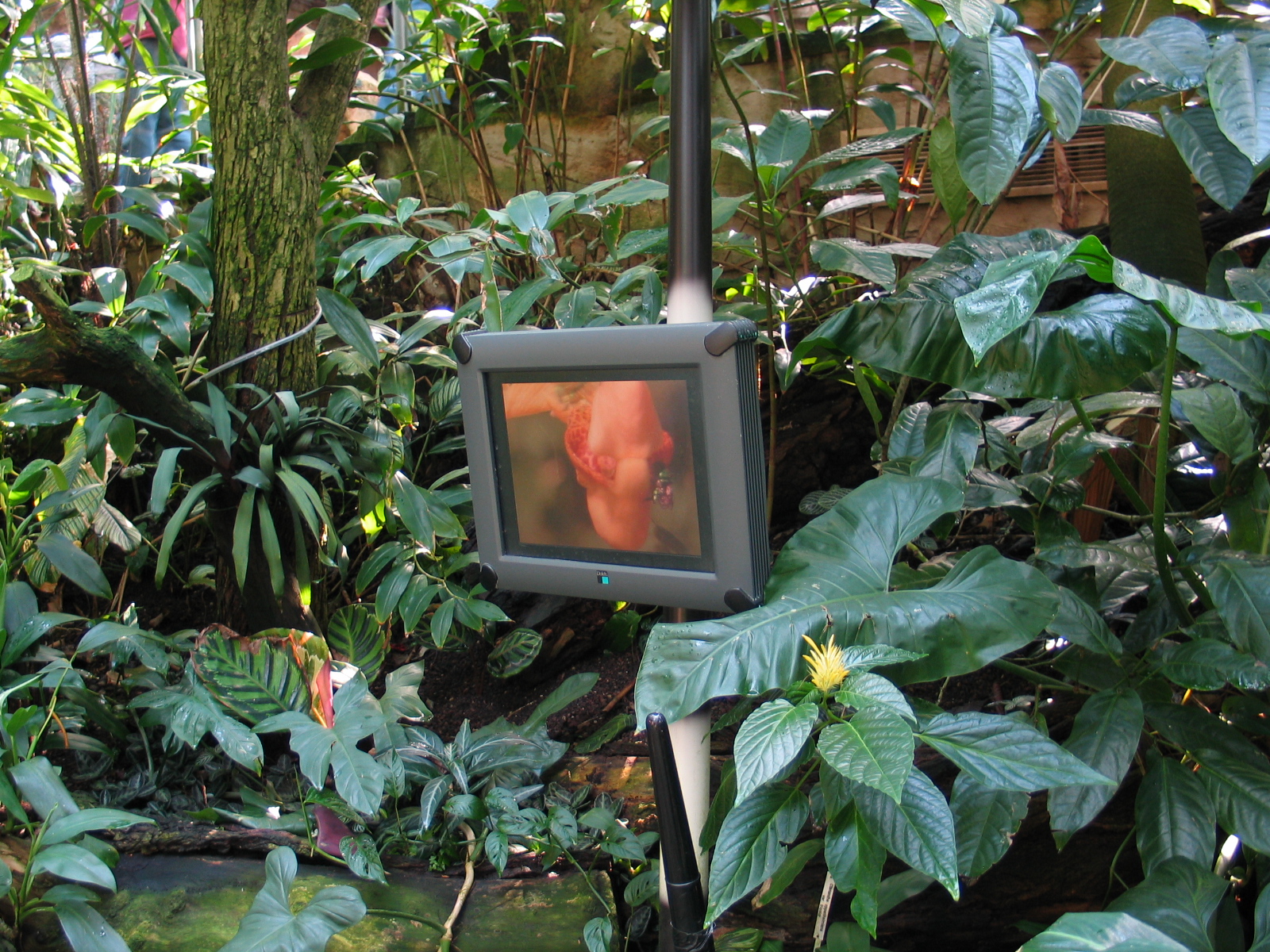 Das Regenwaldhaus (The Rainforest House)