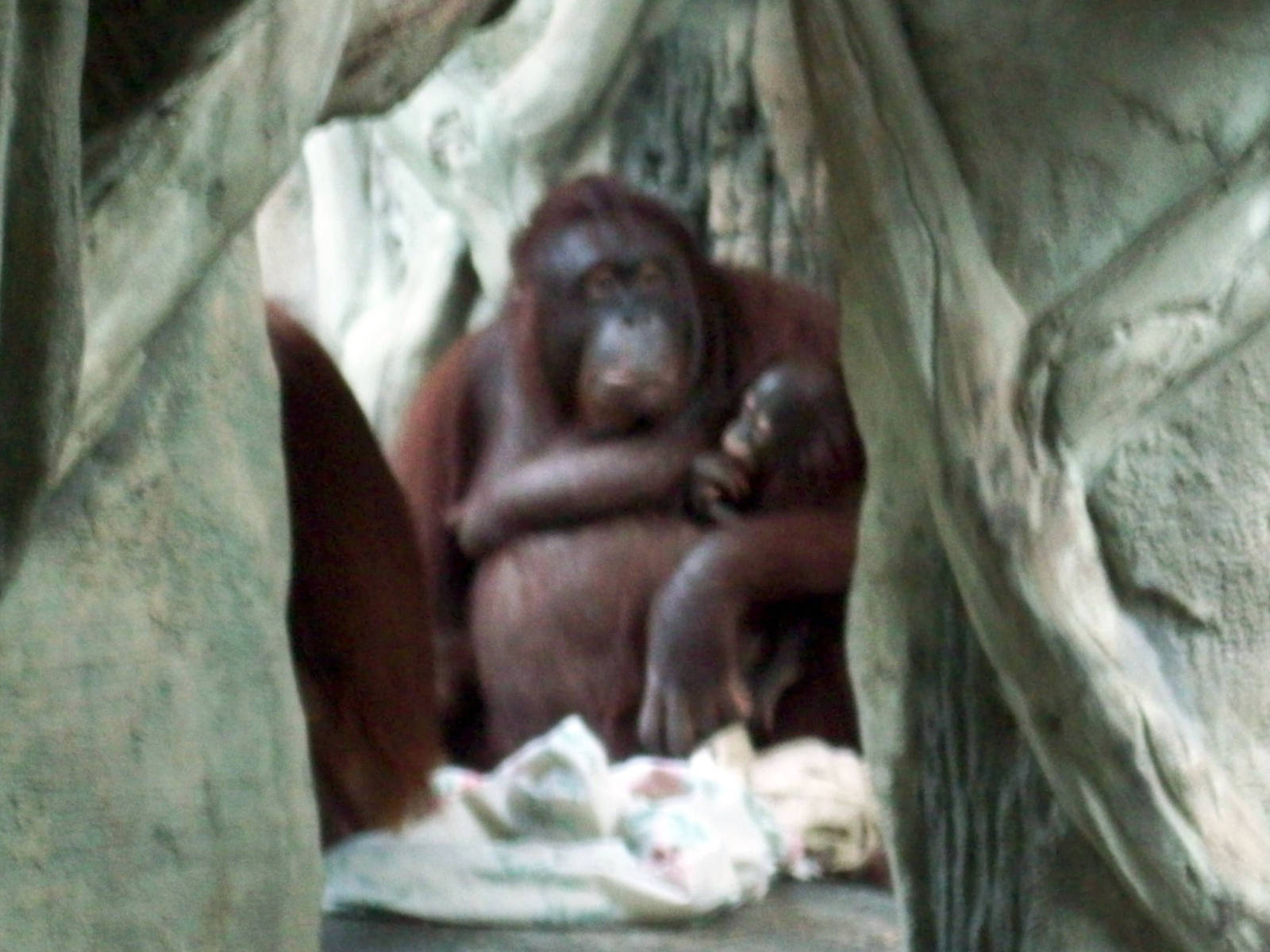 Dasa with baby Ollie