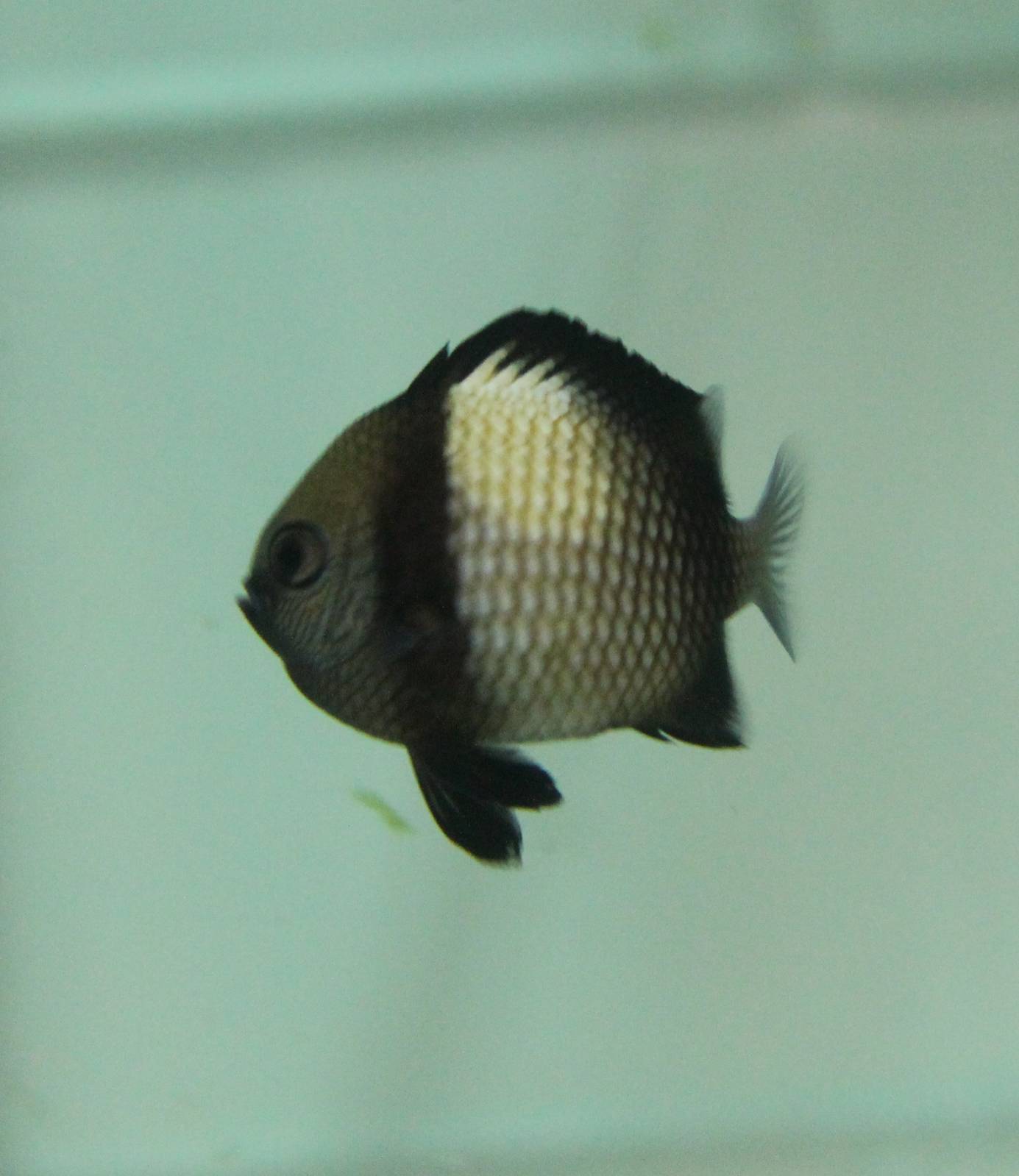 Dascyllus reticulatus