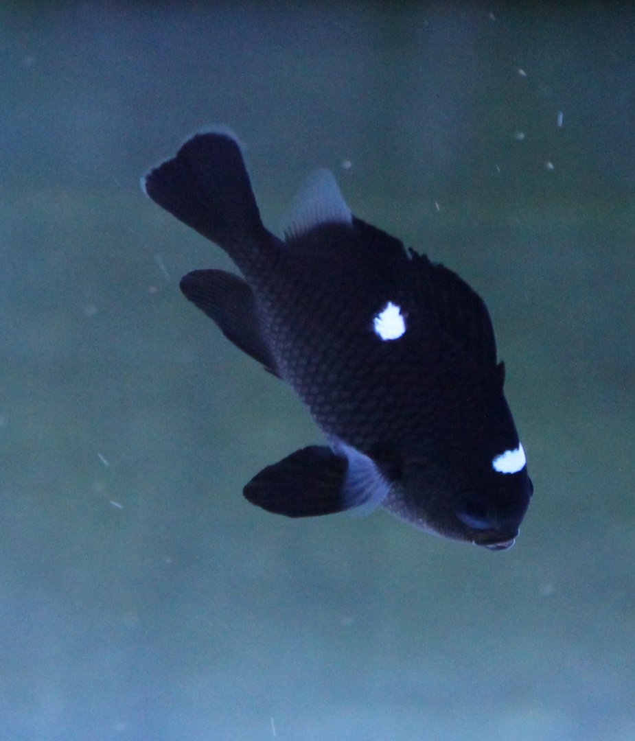 Dascyllus trimaculatus