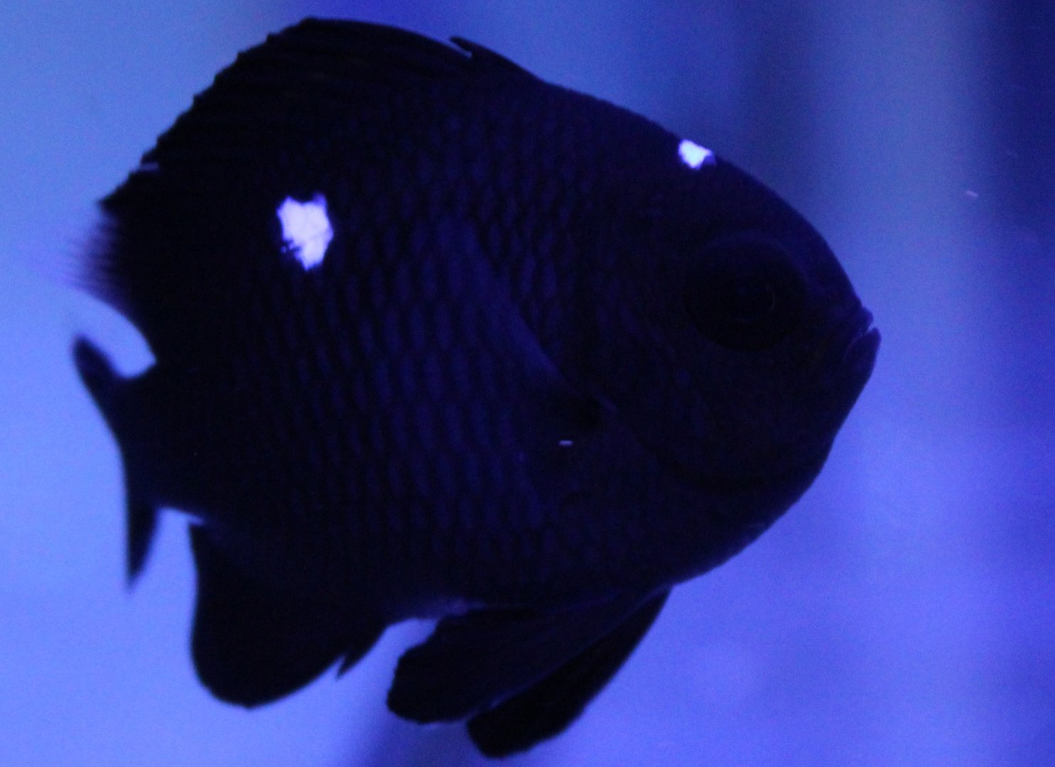 Dascyllus trimaculatus