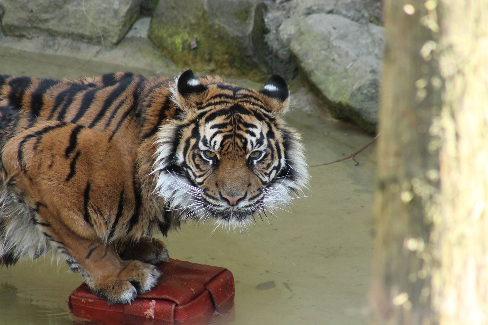 Daseep - 13th April 2014