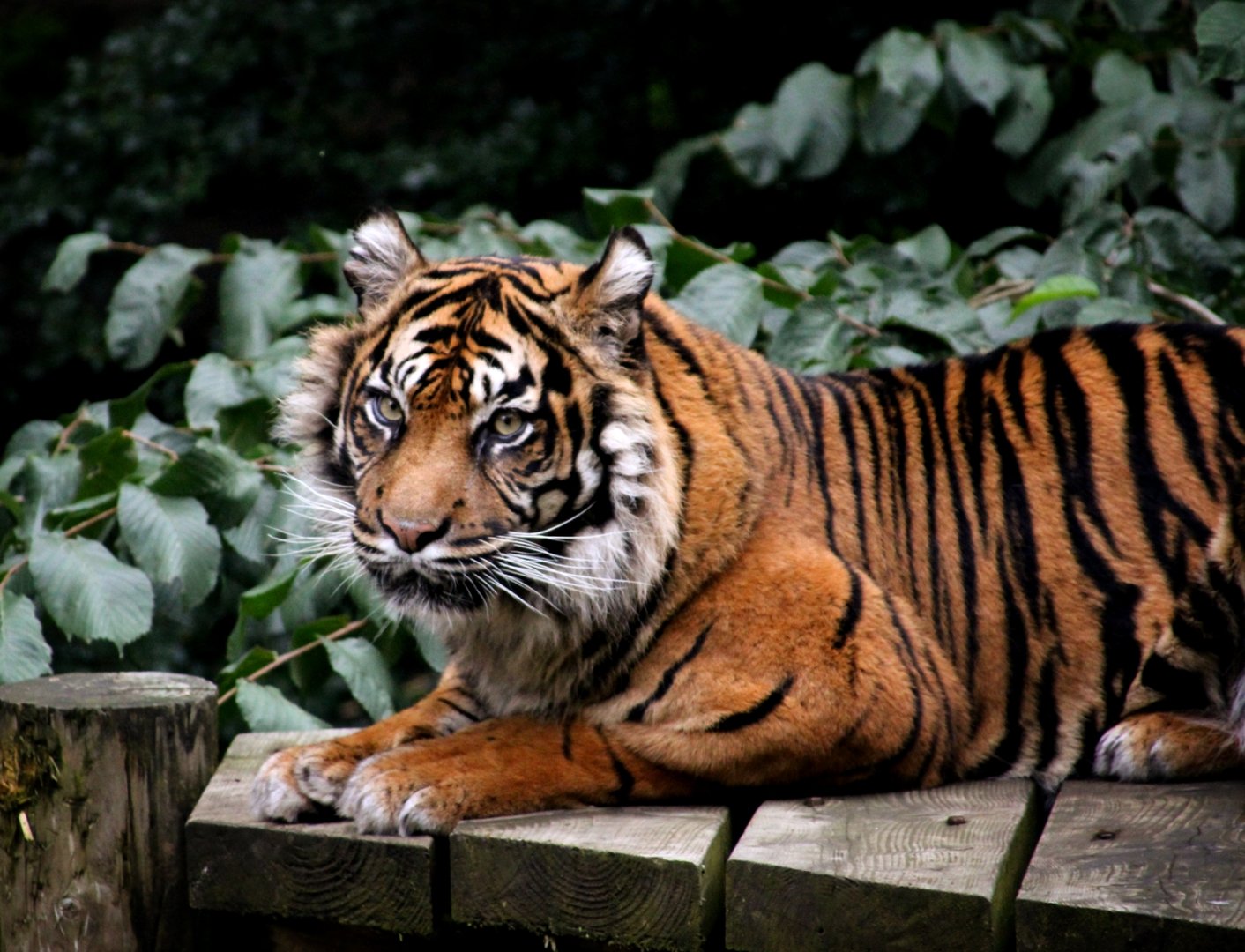 Daseep - Sumatran Tiger