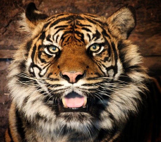 Daseep the Female Sumatran Tiger at Dudley Zoo & Castle