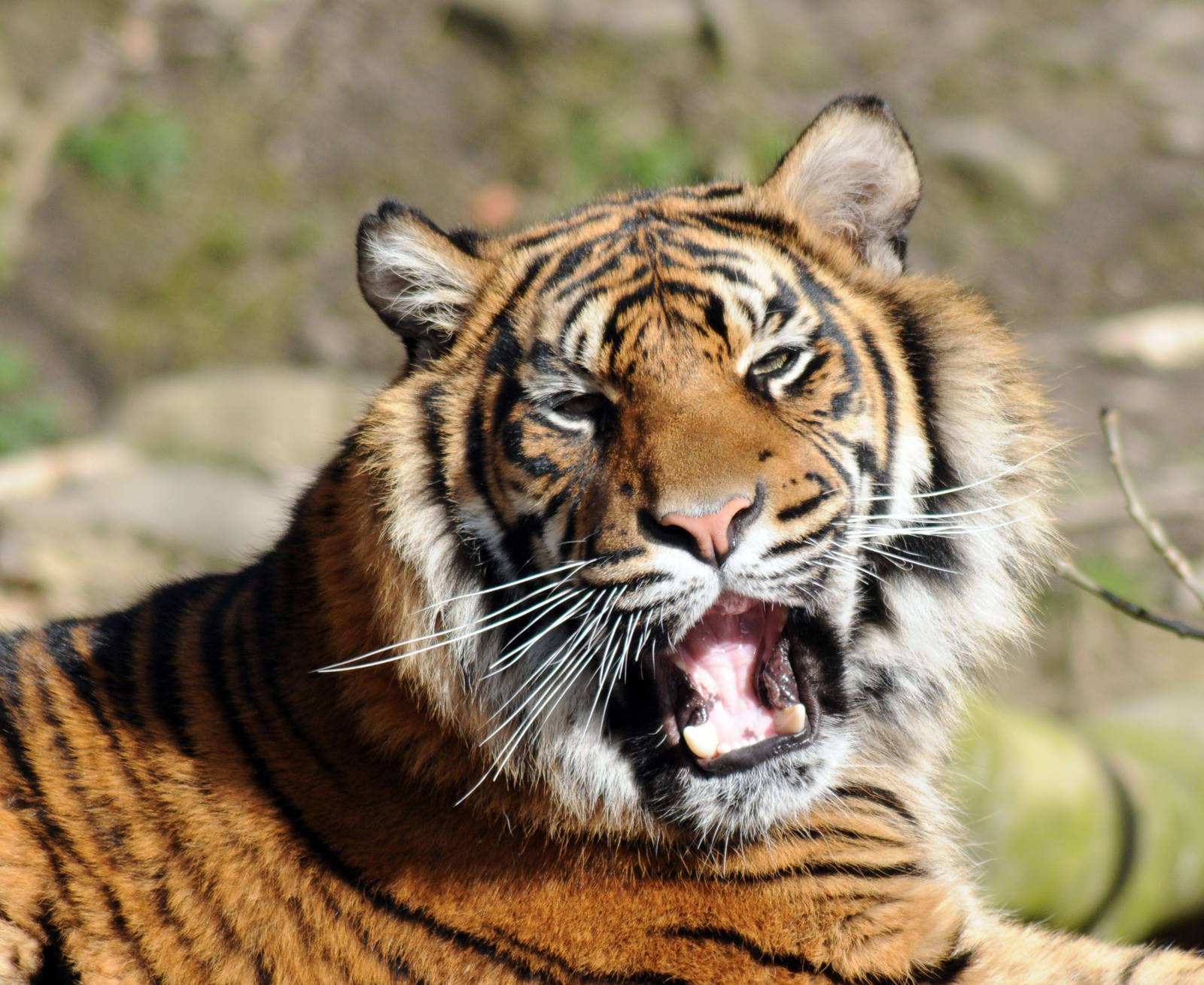 Daseep the Sumatran Tiger