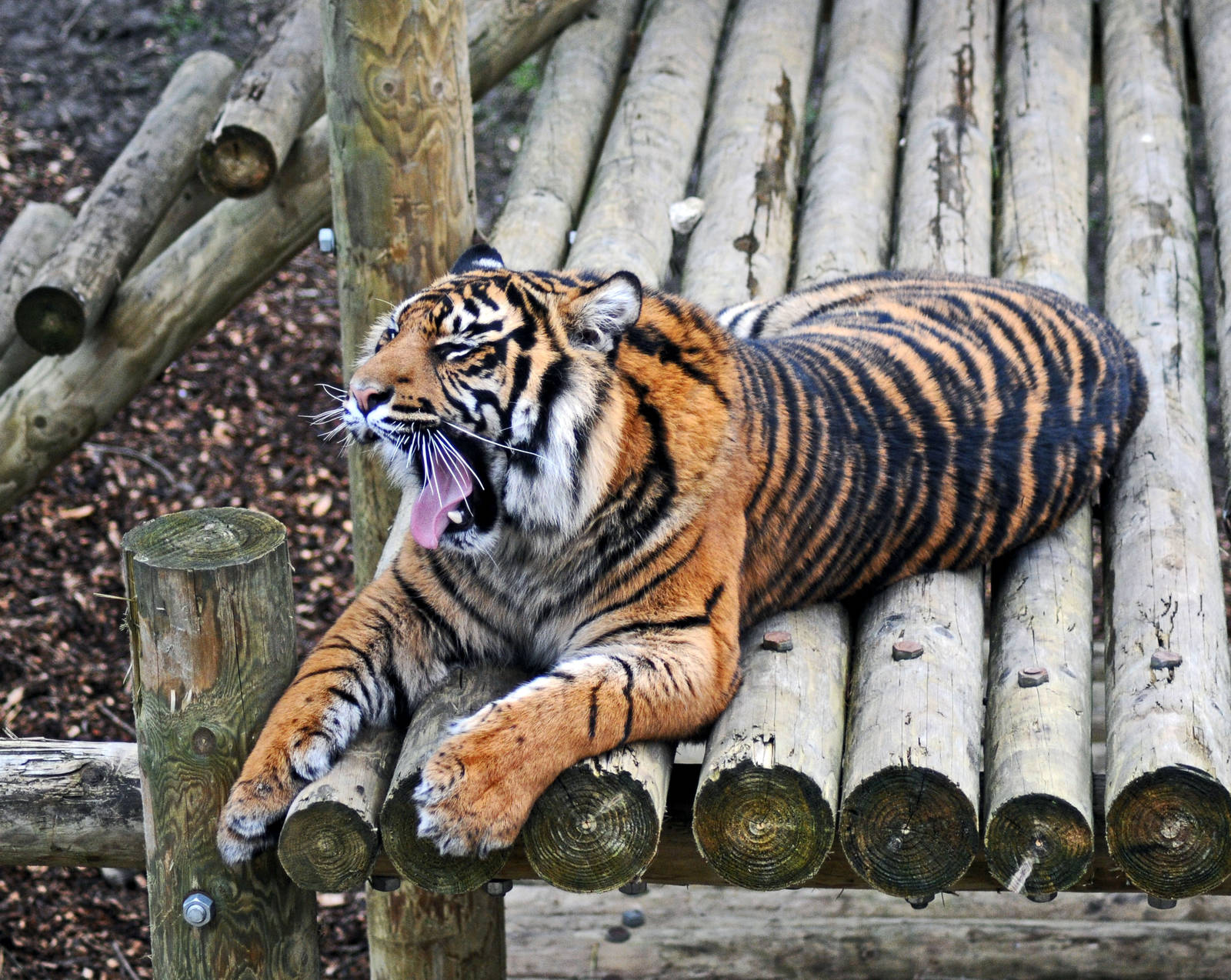 Daseep the Sumtran Tiger