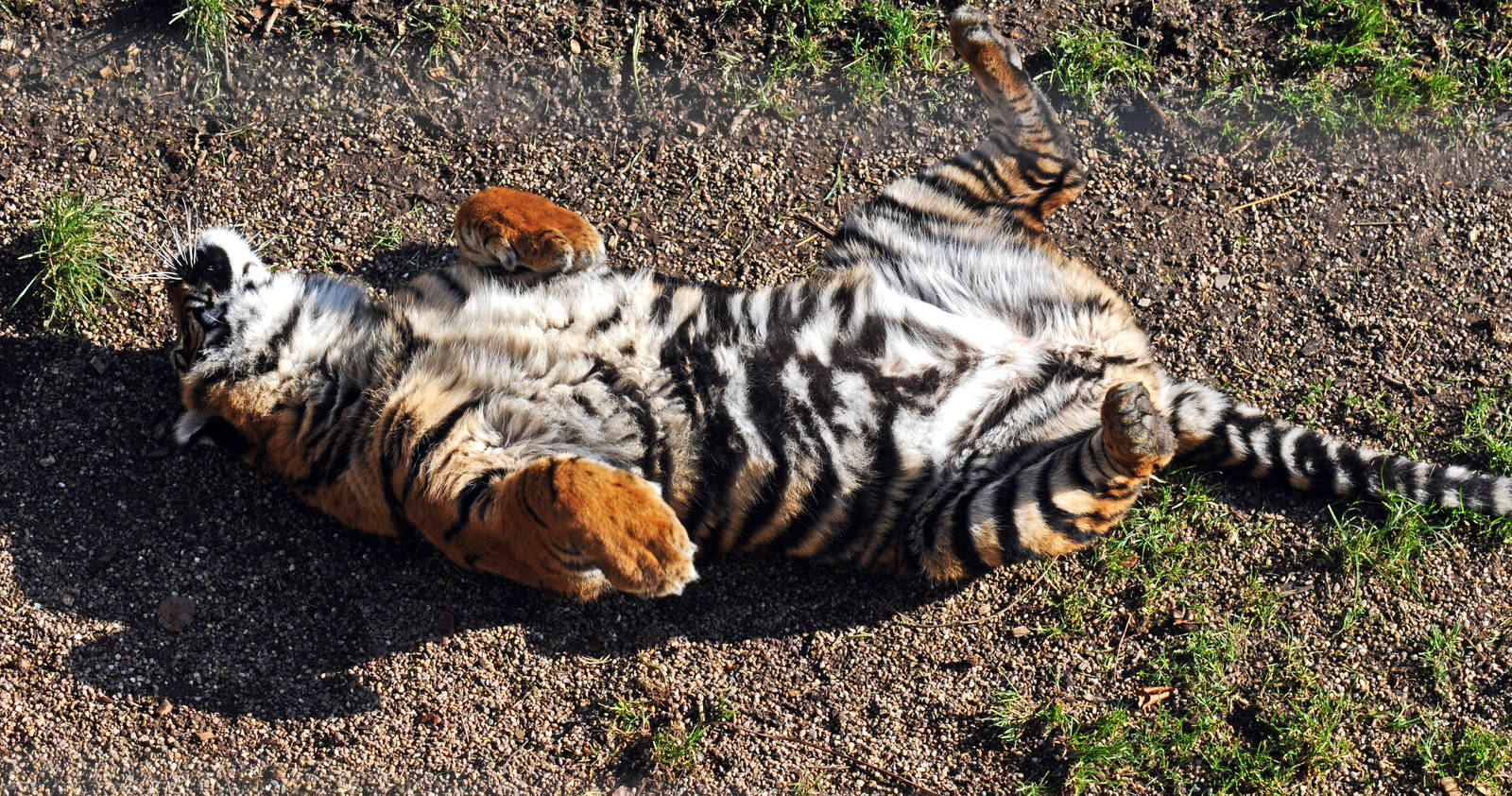 Daseep the Sumtran Tiger