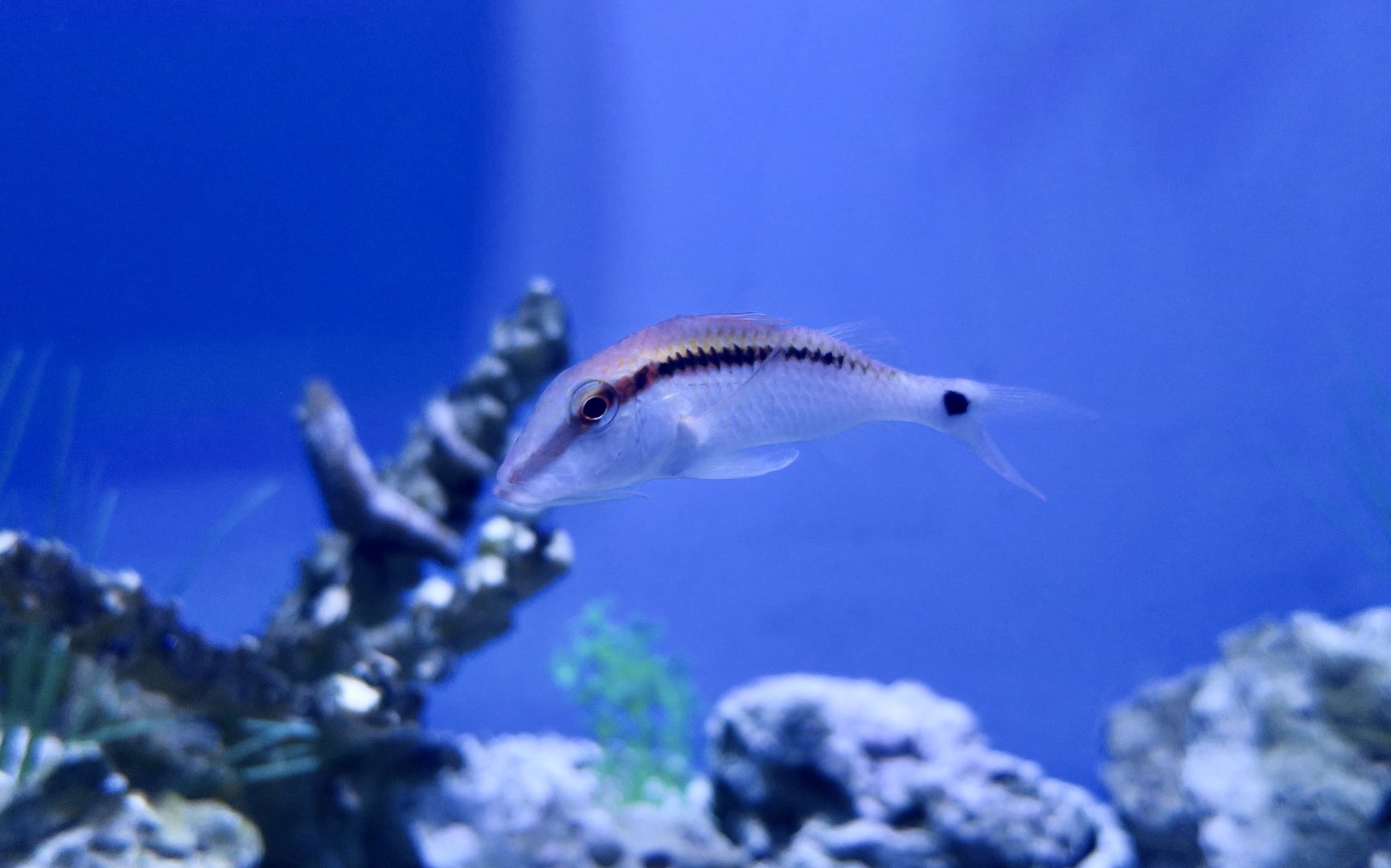 Dash-and-Dot Goatfish (Parupeneus barberinus)