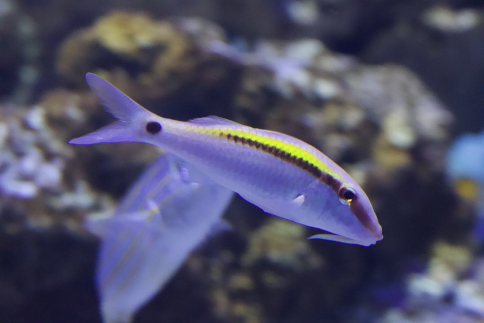 Dash-And-Dot Goatfish/ Parupeneus barberinus