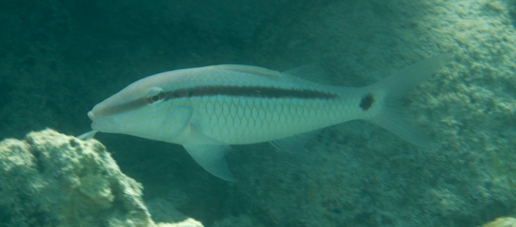 Dash-Dot Goatfish (Parupeneus berberinus)