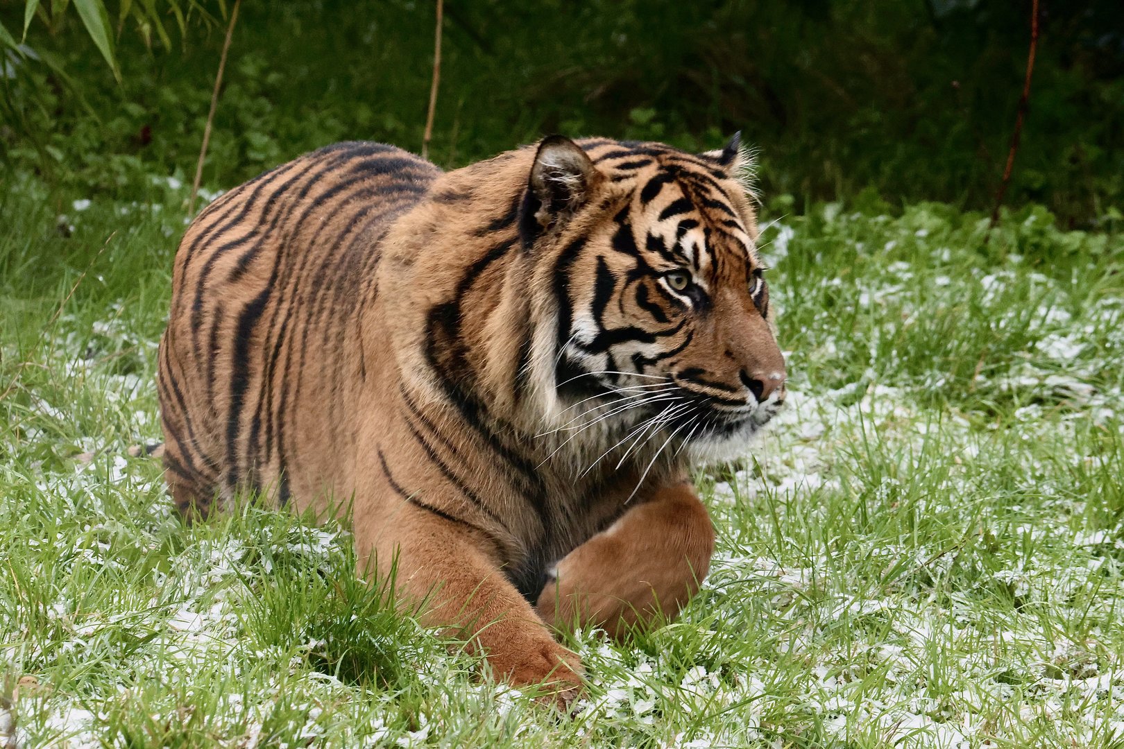 Dash - Sumatran Tiger