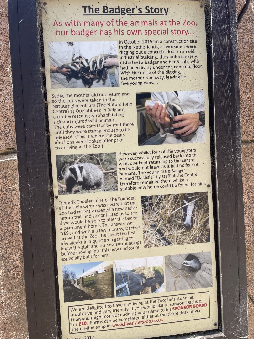 Dashie the badger’s story