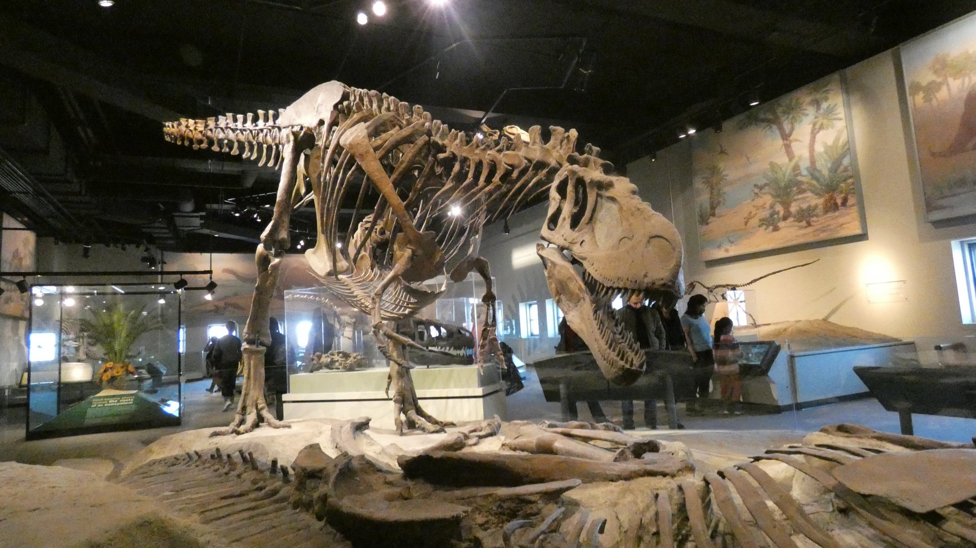 Daspletosaurus Standing Over Lambeosaurus Carcass, The Hall of Dinosaurs, Evolving Planet - Feb. 2022