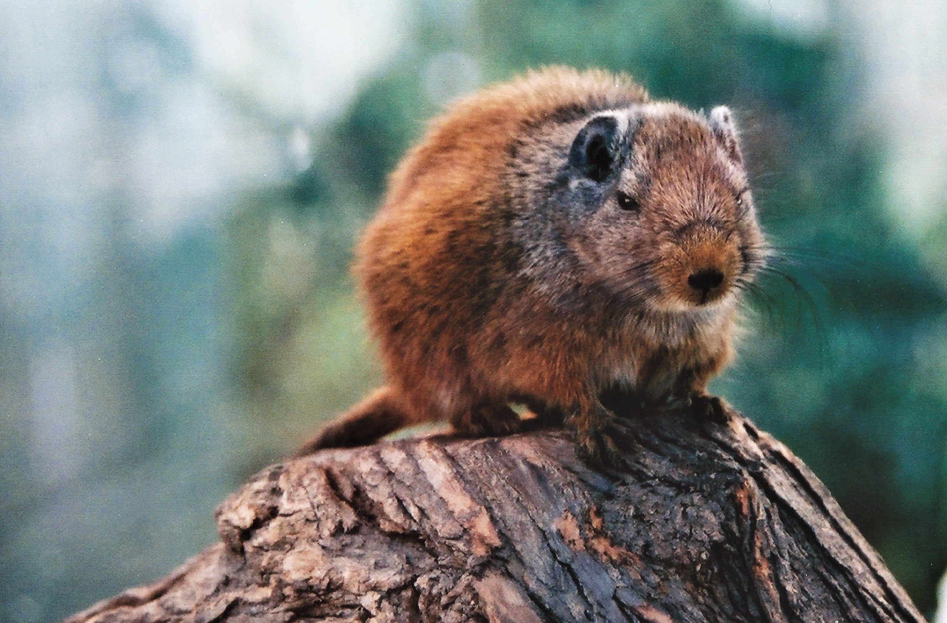 Dassie Rat at Tierpark Berlin, 06/06/2003