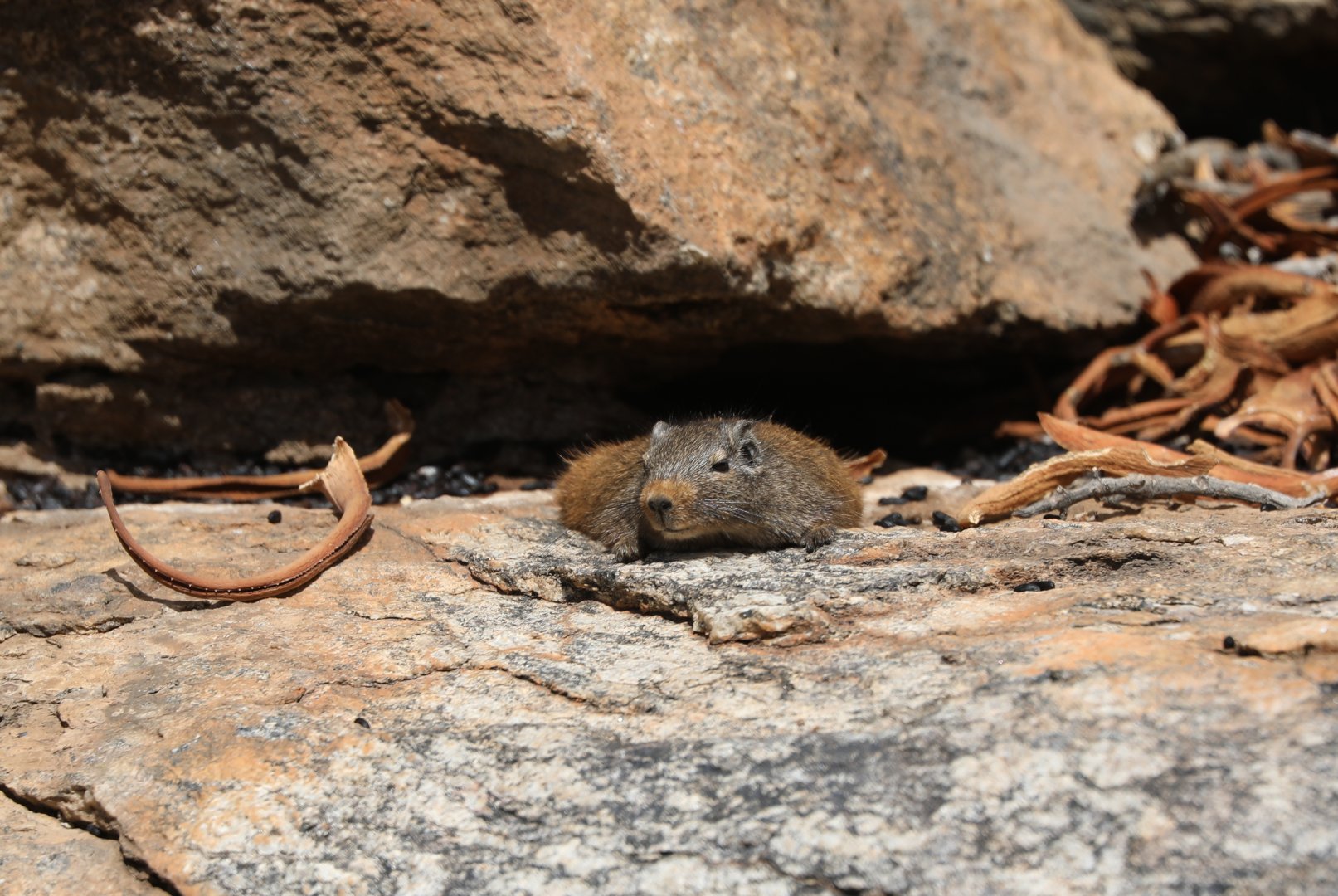 dassie rat (Petromus typicus)