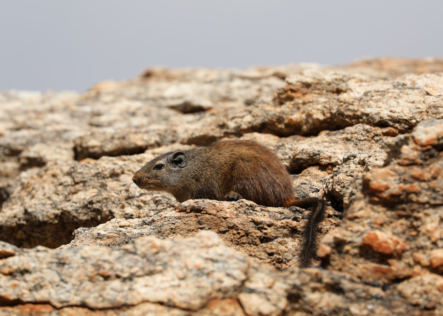 dassie rat (Petromus typicus)