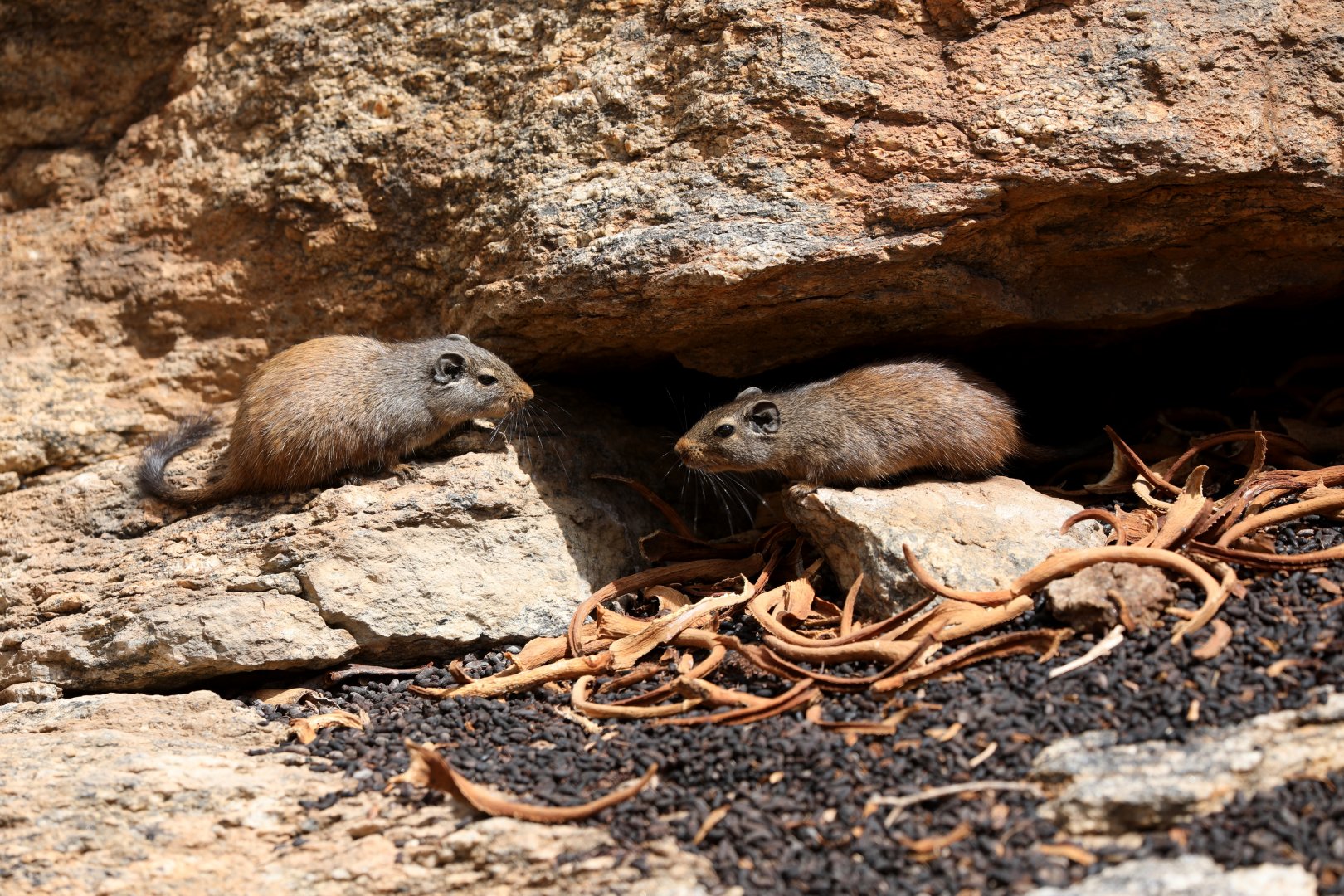 dassie rat (Petromus typicus)