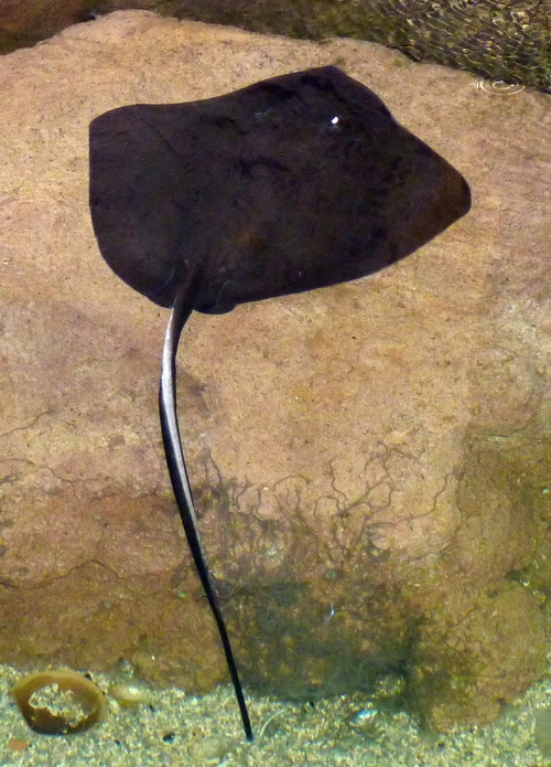 Dasyatid ray for ID at Pairi Daiza