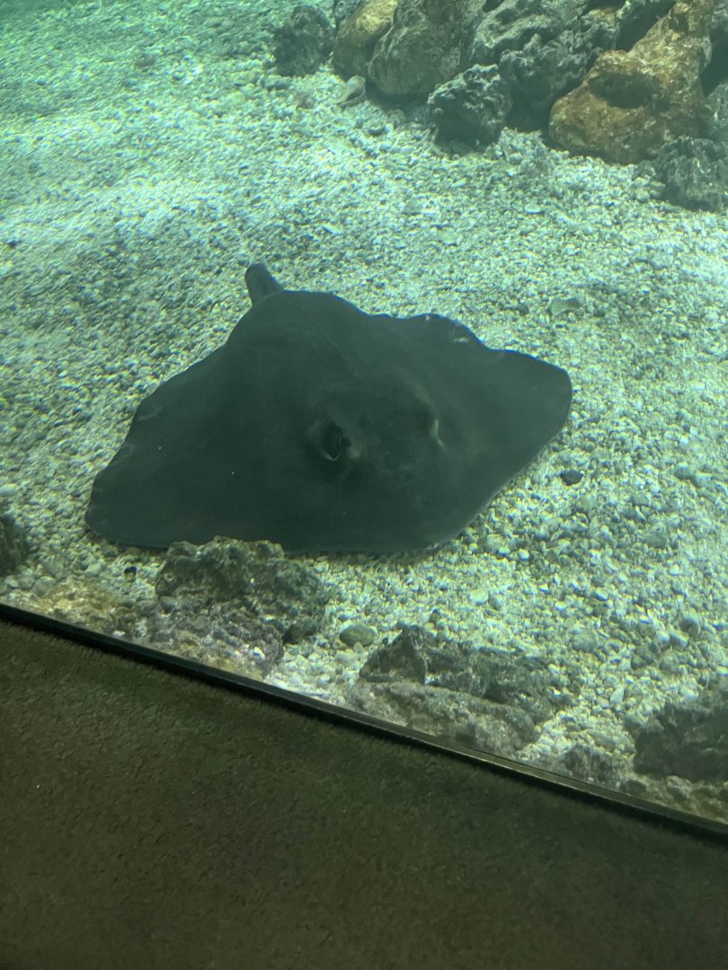 Dasyatis centroura?