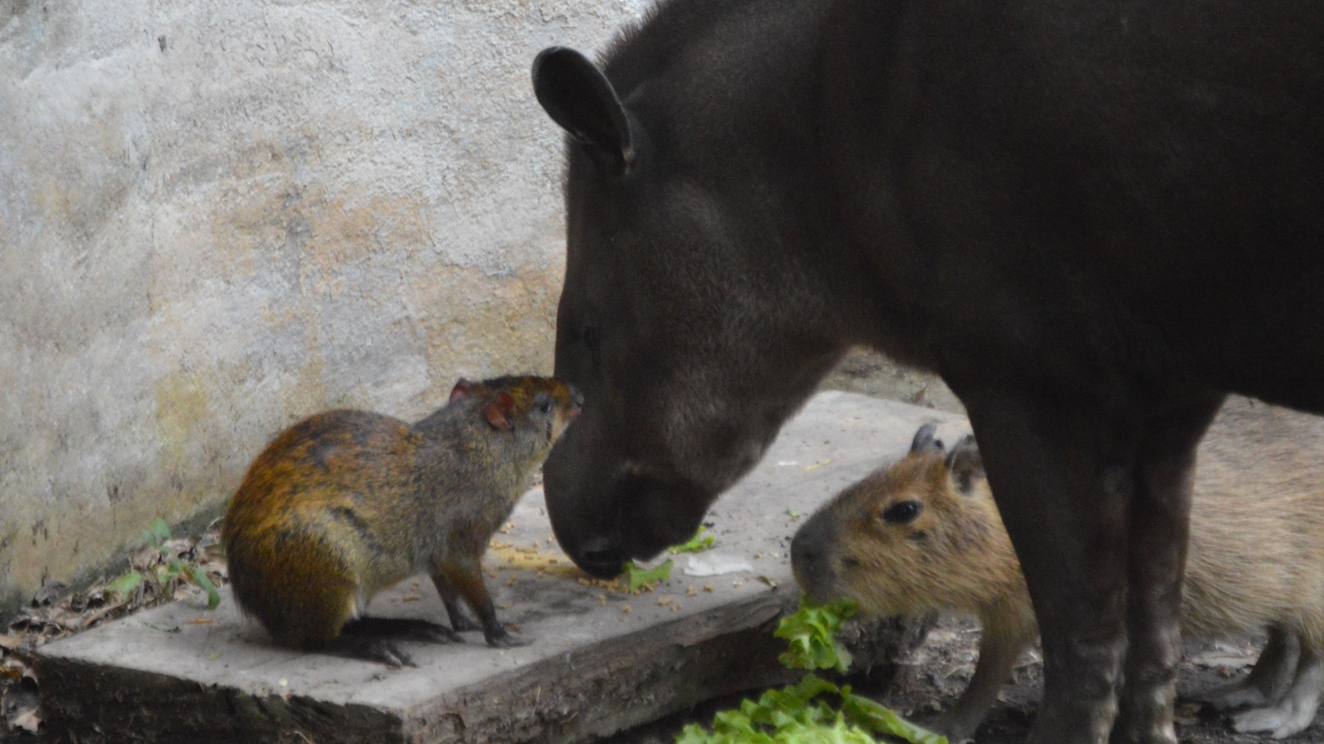 Dasyprocta punctata, Tapirus terrestris and Hydrochoerus hydrochaeris