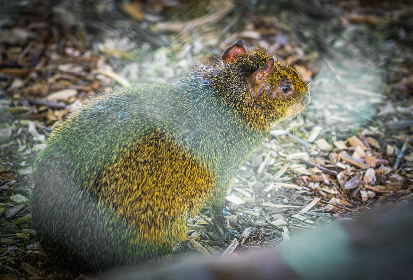 Dasyprocta the male Agouti