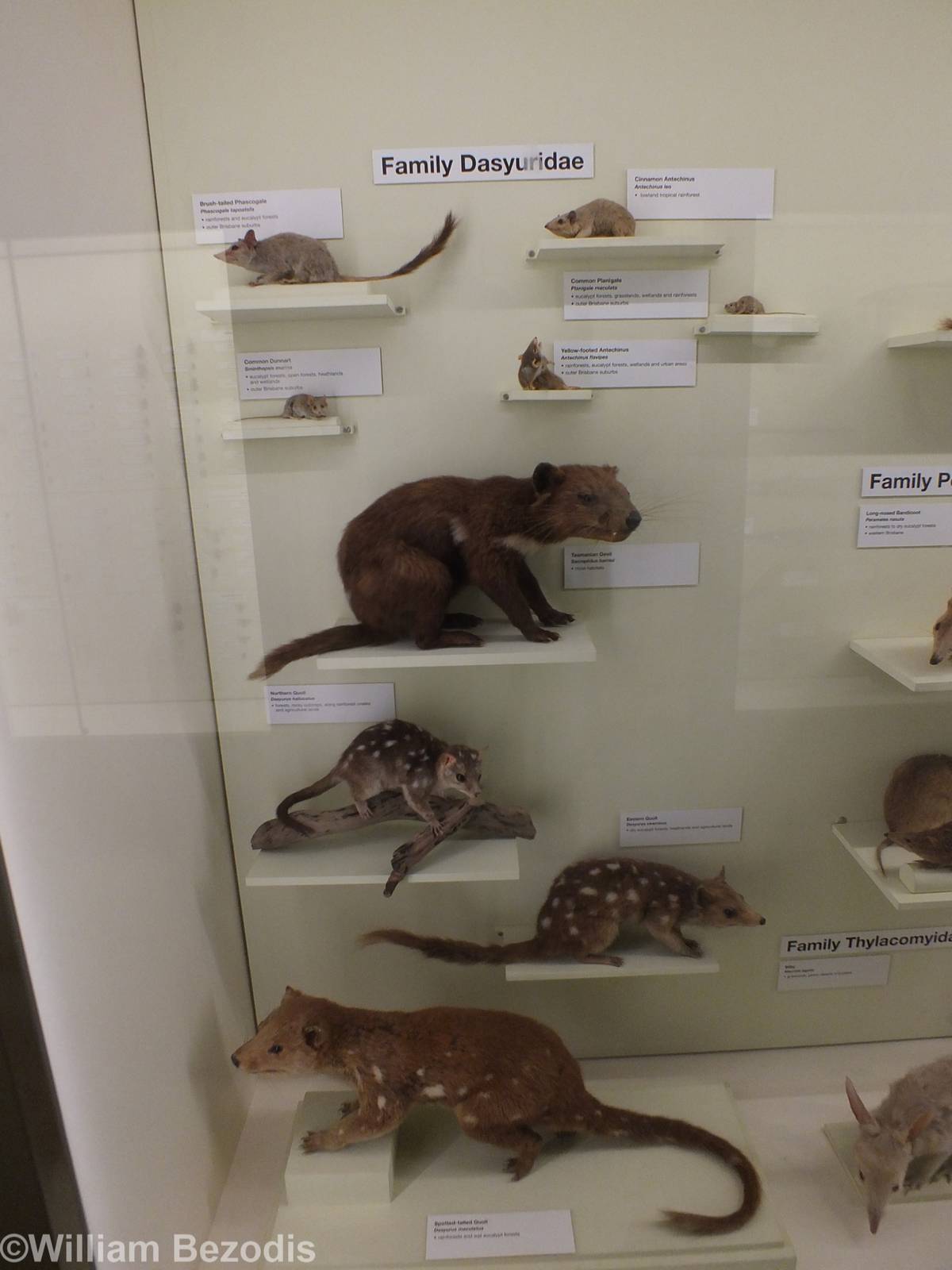 Dasyuridae - Queensland Museum