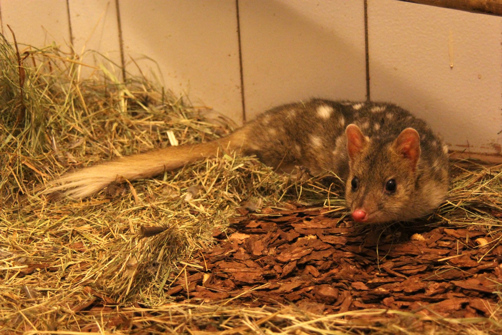 (Dasyurus viverrinus) Eastern quoll