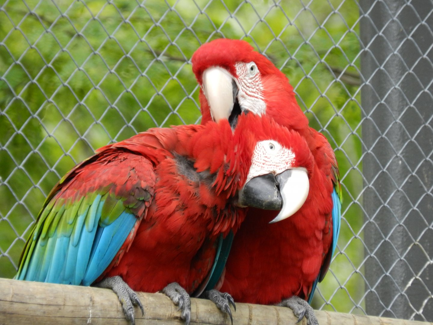 Dating macaws - BioParque do Rio