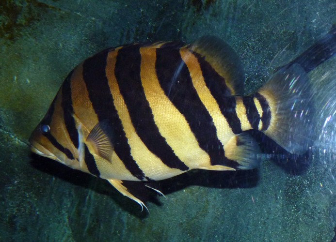 Datnioides microlepis