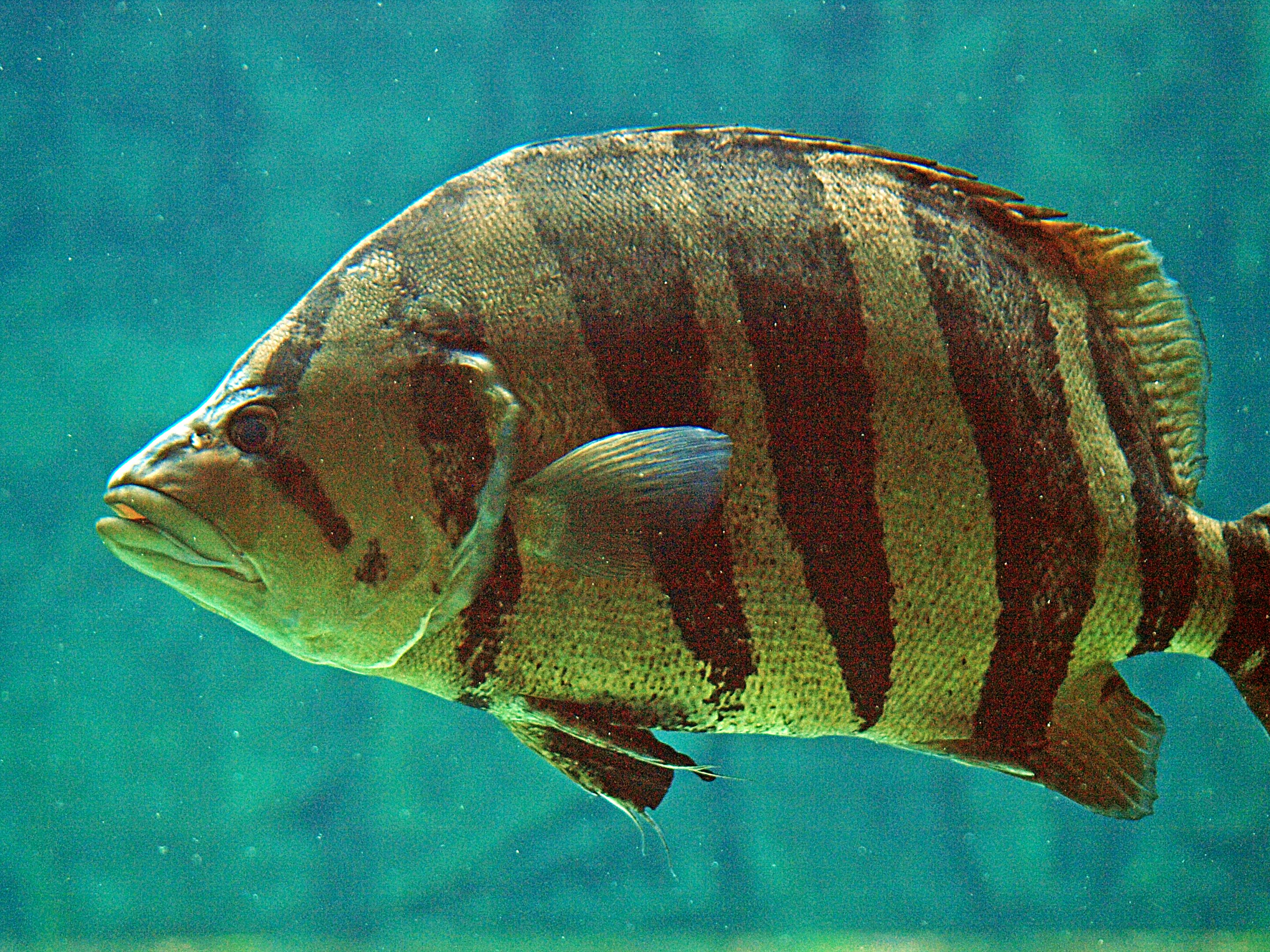 Datnioides microlepis