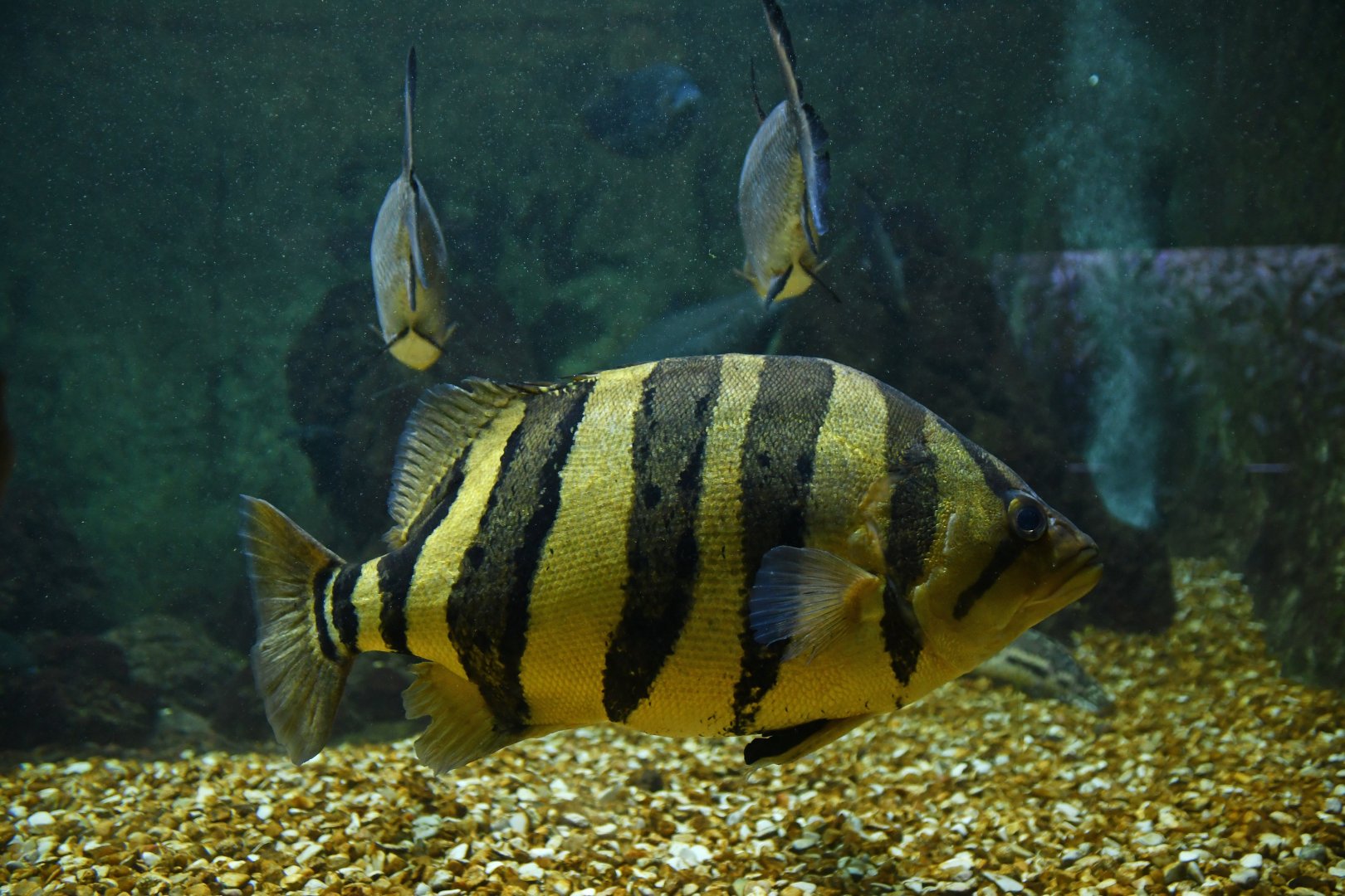 Datnioides microlepis