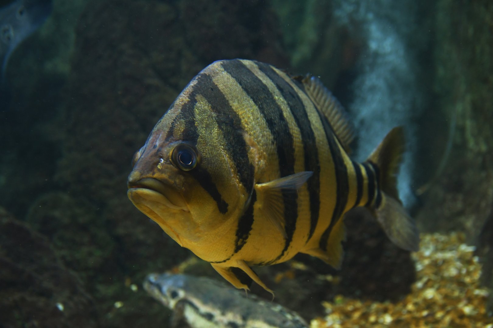 Datnioides microlepis