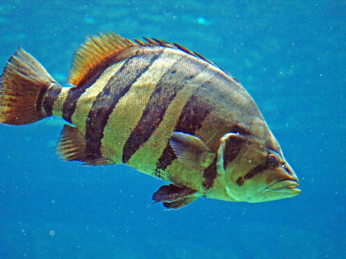 Datnioides microlepis