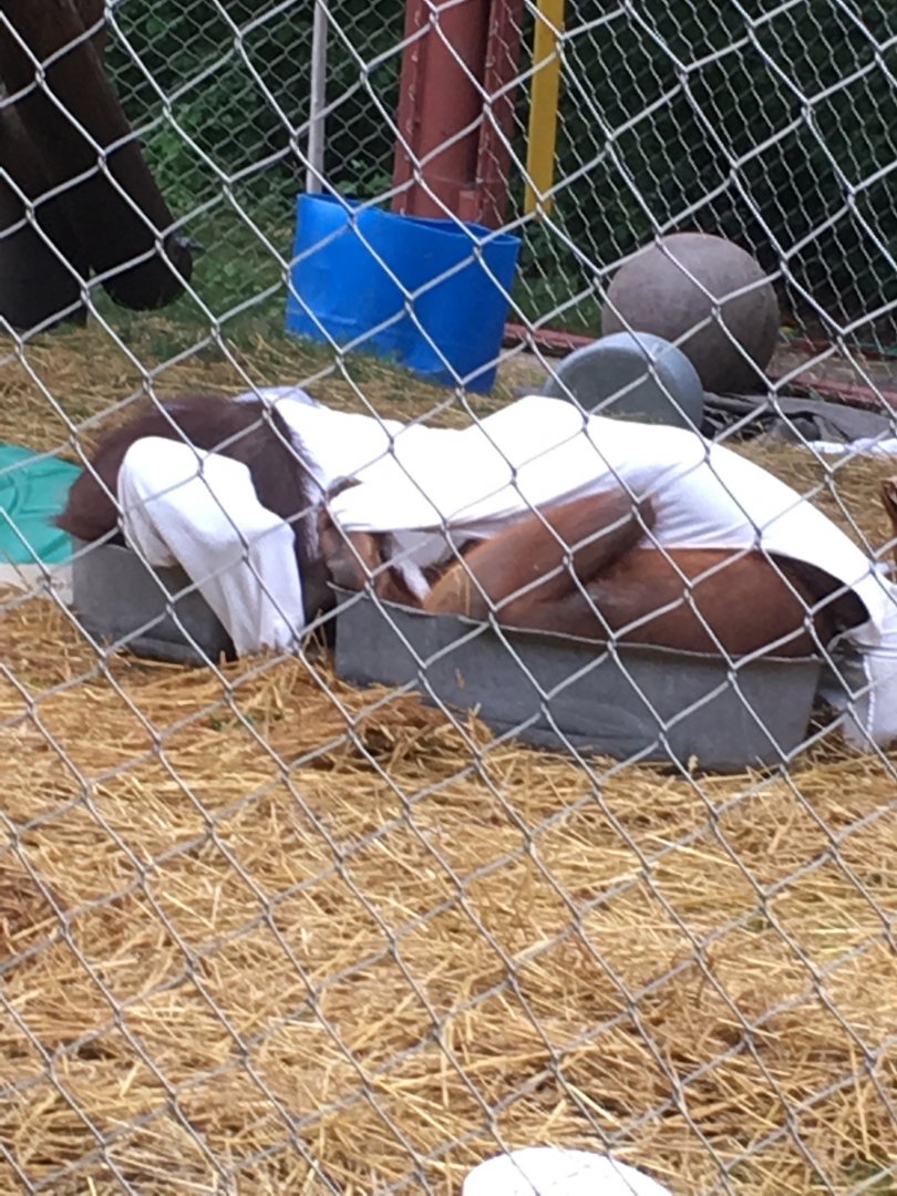 Datu and Kawan | Henry Vilas Zoo