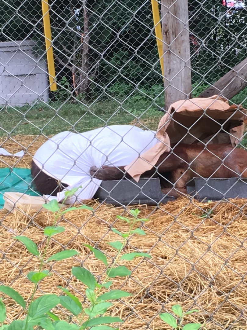 Datu and Kawan Playing | Henry Vilas Zoo