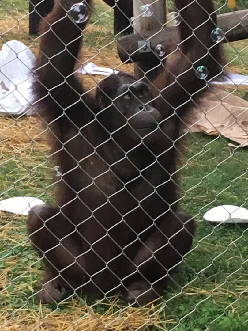 Datu + Bubbles | Henry Vilas Zoo