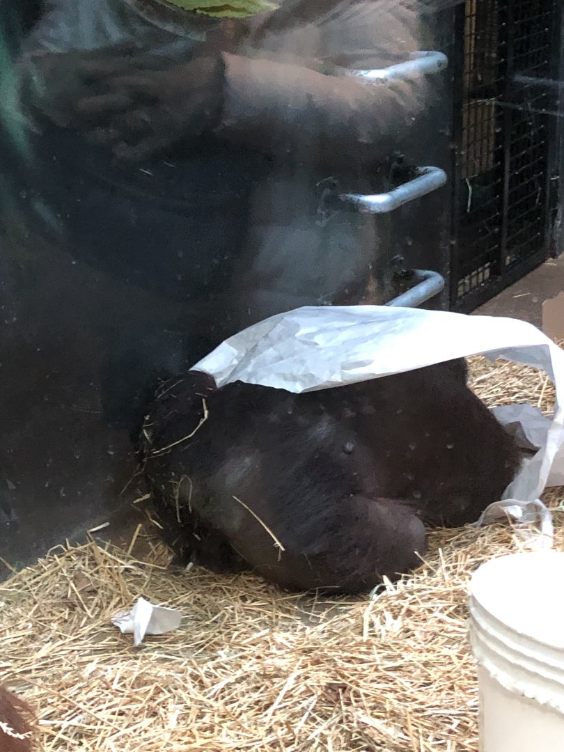 Datu | Henry Vilas Zoo