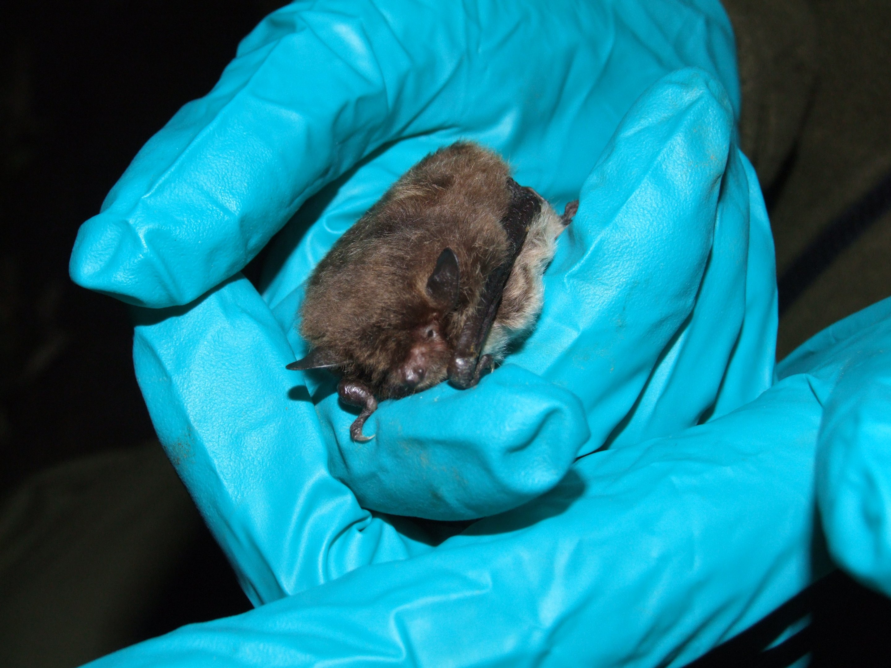 Daubenton's Bat, Derbyshire