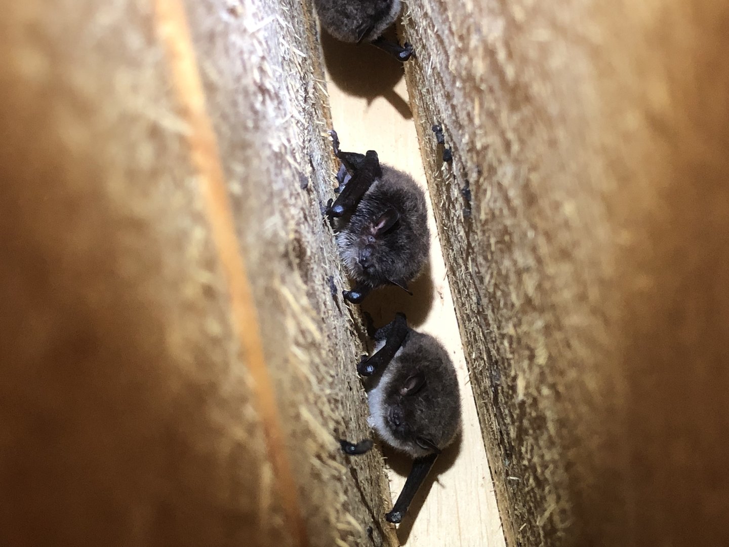 Daubenton's Bat (Myotis daubentonii)