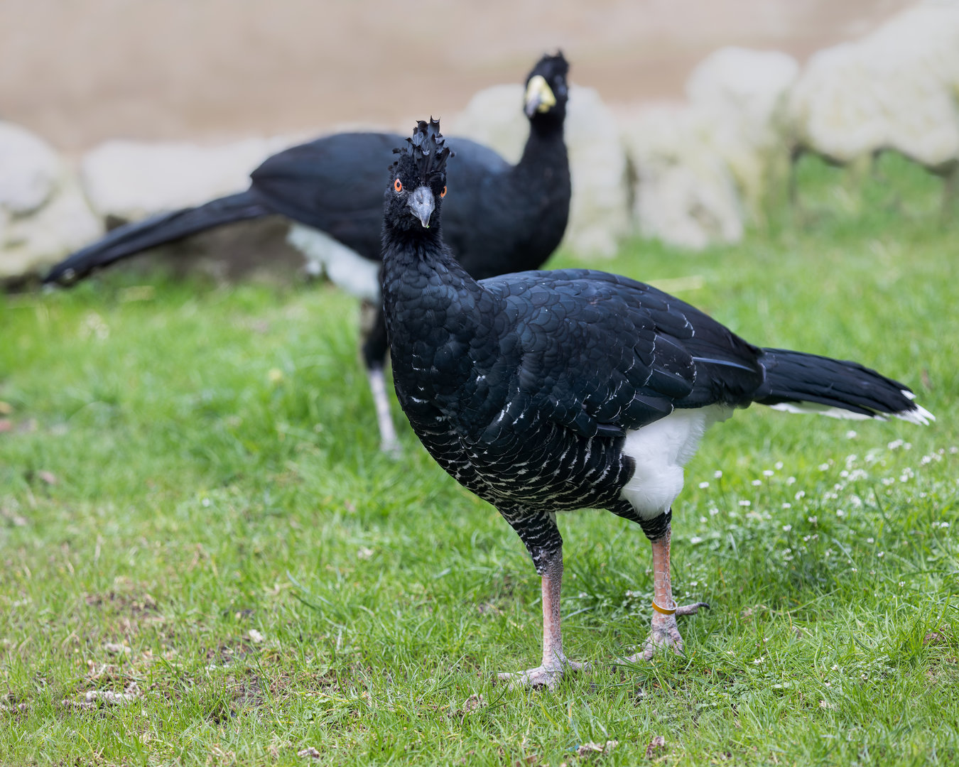 Daubenton's Curasow/ Hamerton / 27-3-23